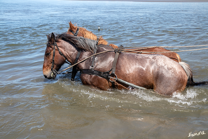 Wattfahrt nach Neuwerk
Das Wasser steht in manchen Prielen noch recht hoch. Das liegt auch am Wind der das Wasser zurück drängt.
Schlüsselwörter: Cuxhaven