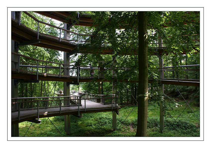 Baumwipfelpfad
Sich mit mächtigen Baumkronen urwüchsiger Buchen auf Augenhöhe bewegen - das ist auf dem barrierearmen Baumwipfelpfad des Naturerbe Zentrums Rügen möglich. Der Baumwipfelpfad schraubt sich hier in 10 Runden bis zur rund 29 Meter breiten Aussichtsplattform hoch. 
Schlüsselwörter: Rügen, Binz, Baumwipfelpfad