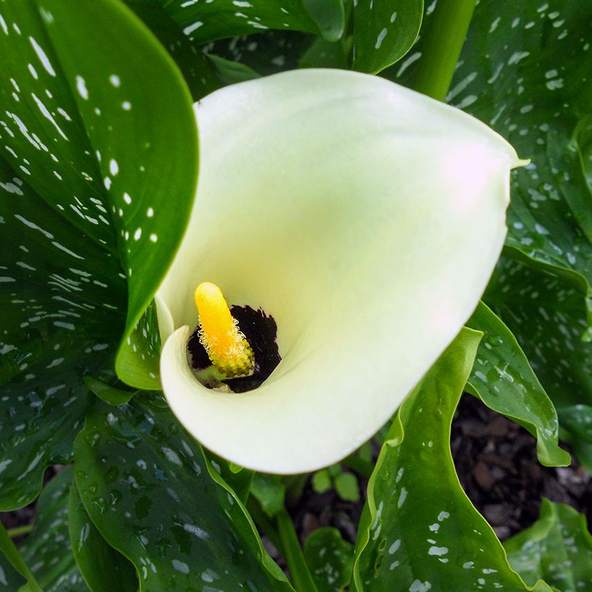 Blick in den Kelch
Aus den tiefgrünen, zuweilen gesprenkelten Blätter der Calla wachsen die von kelchförmigen Hochblättern gekrönten Blütenstiele kühn nach oben. Die ursprünglich in Afrika beheimatete Calla (Zantedeschia) ist mittlerweile in vielen verschiedenen Blütenfarben erhältlich. Diese gehört in die Gruppe der Aronstabgewächse.(Wikipedia)
Schlüsselwörter: Calla