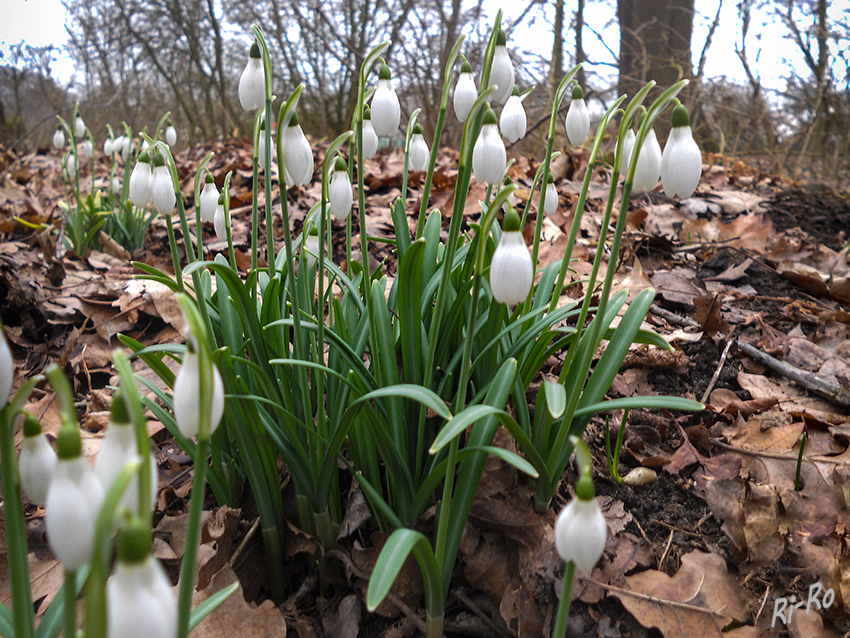 Schneeglöckchen
im Wald
Schlüsselwörter: Schneeglöckchen