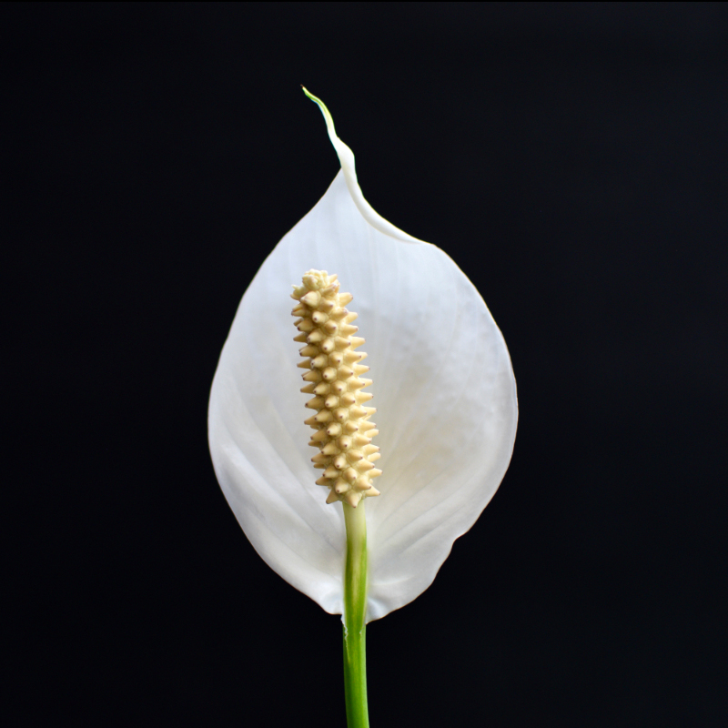 Alles was blüht "Spathiphyllum - das weiße Scheidenblatt"
Janine
Schlüsselwörter: 2021