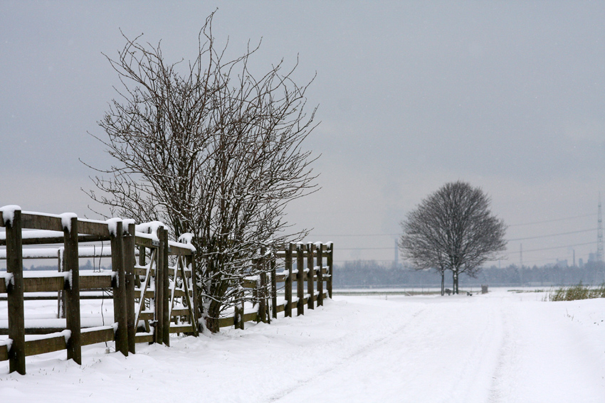 Winterfeeling
im Januar 2009
Schlüsselwörter: Grefrath     Winter