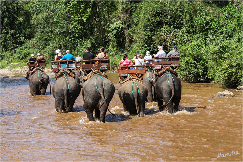 Elefantenausritt
Schlüsselwörter: Thailand Elefanten Reiten Camp