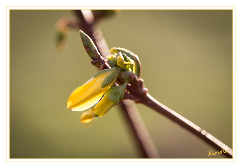 Ja, wenn die Sonne scheint...
Forsythie
In ökologischer Hinsicht wird die Forsythie kritisch beurteilt, denn die meisten Sorten werden von Insekten gemieden. Alle Teile der Pflanze sind gering giftig. laut Wikipedia
Schlüsselwörter: Forsythie