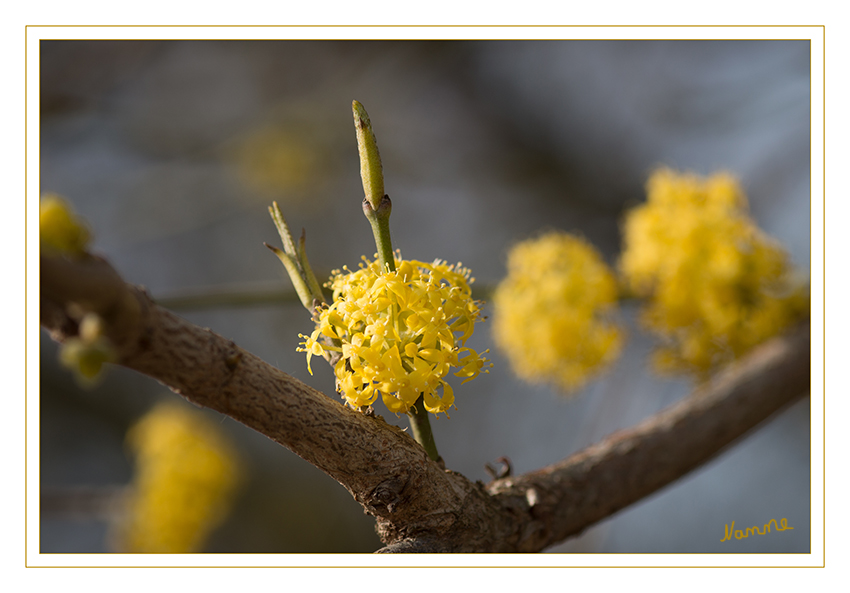 Blütenzauber
Jetzt wo die Sonne scheint legt die Natur los
Schlüsselwörter: Blüten; Frühling; gelb