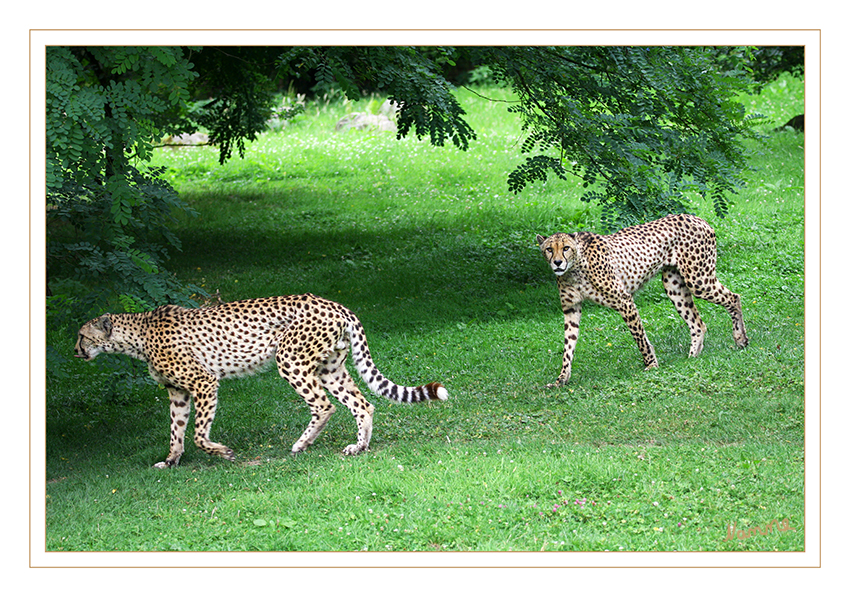 Gepard
Der Gepard war einst über fast ganz Afrika mit Ausnahme der zentralafrikanischen Waldgebiete verbreitet; außerdem waren Vorderasien, die indische Halbinsel und Teile Zentralasiens besiedelt. Heute ist er fast nur noch in Afrika südlich der Sahara anzutreffen. In Asien gibt es winzige Restbestände, die am Rande der Ausrottung stehen. laut Wikipedia
Schlüsselwörter: Gepard