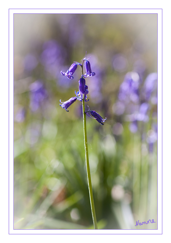 Hasenglöckchen
Das Hasenglöckchen ist ein Frühjahrsgeophyt. Von Mitte April bis Mitte Mai (je nach Witterung) ist hier der Waldboden großflächig wie mit einem dichten blau-grünen Teppich aus Blumen bedeckt. Ein derartig großer Bestand der seltenen und durch die Bundesartenschutzverordnung geschützten Pflanze ist in Deutschland einzigartig. laut Wikipedia 
Schlüsselwörter: Hasenglöckchen, Wald,