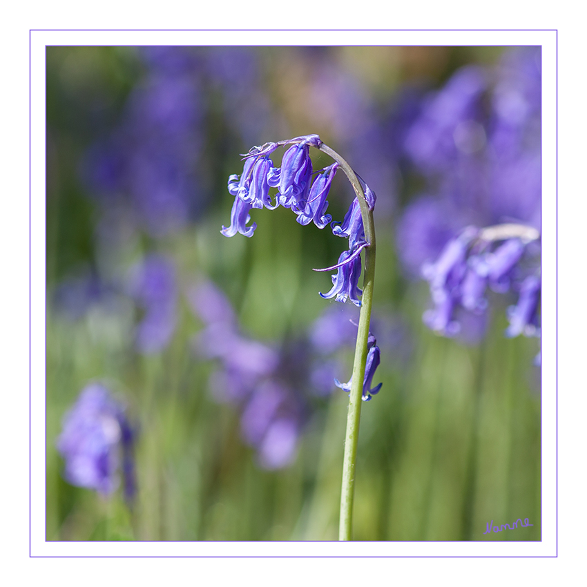 Hasenglöckchen
Das Hasenglöckchen ist ein Frühjahrsgeophyt. Von Mitte April bis Mitte Mai (je nach Witterung) ist hier der Waldboden großflächig wie mit einem dichten blau-grünen Teppich aus Blumen bedeckt. Ein derartig großer Bestand der seltenen und durch die Bundesartenschutzverordnung geschützten Pflanze ist in Deutschland einzigartig. laut Wikipedia
Schlüsselwörter: Hasenglöckchen, Wald,