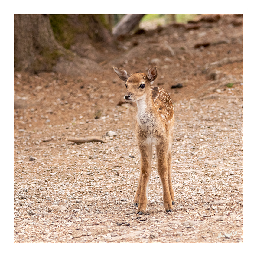 Neugierig
Die Jungtiere kommen etwa ab Mitte Juni zur Welt und die Brunft findet Ende Oktober bis November statt. Erwarten Sie aber bitte keine marker-schütternden Brunftschreie! Die Brunft der Damhirsche erinnert eher an dezentes Rülpsen….laut greifvogelstation-hellenthal 
Schlüsselwörter: Damhirsch; Hellenthal