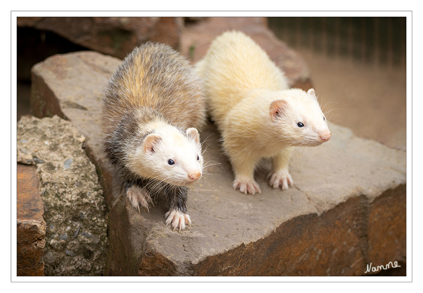 Neugierig
Hellenthal - Frettchen
Die Fellgrundfarbe der Tiere ist überwiegend weißlich-gelb. Die unterschiedlichen Farbschattierungen der einzelnen Tiere sind Zuchtformen, auch diejenigen, die der Farbgebung der Wildform entsprechen, außerdem eine Albinoform. laut Wikipedia
Schlüsselwörter: Frettchen; Hellenthal