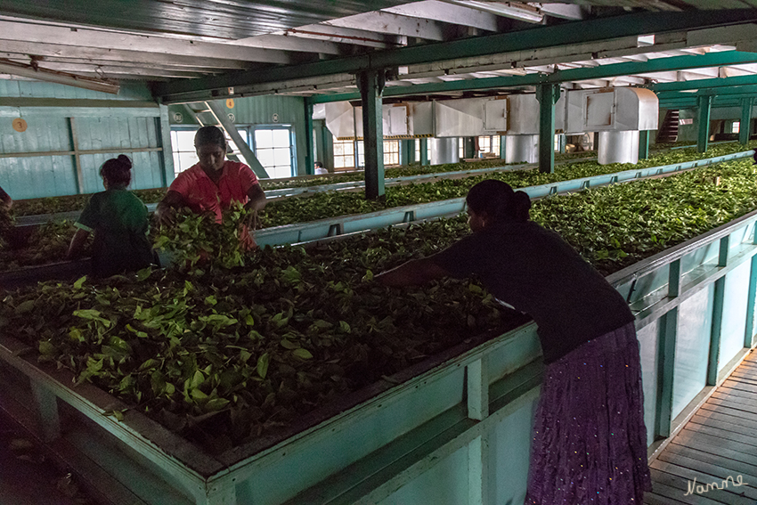 In den Bergen
Glenloch-Teefabrik, wo aus den Teeblättern der Tee hergestellt wird, den wir lose oder auch im Teebeutel bei uns kaufen.
Nach einem ersten Trockenprozeß werden die noch frischen Teeblätter gemahlen und in die verschiedenen Qualitäten ausgesiebt. Dann folgt die Fermentation, die nach einigen Stunden in einem Trocken-Ofen beendet wird. Dieser getrocknete Tee wird dann nochmals gesiebt, bevor er in große Säcke zum Verssand gefüllt wird.
Schlüsselwörter: Sri Lanka, Berge, Teefabrik, Teeplantage