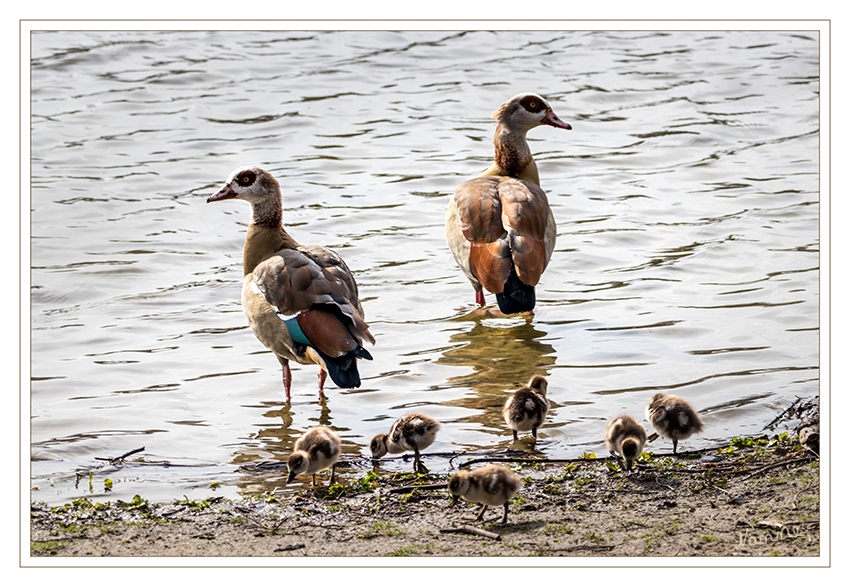 Nilgansfamilie
Nilgans (Alopochen aegyptiaca) ist der einzige rezente Vertreter ihrer Gattung und wird heute meist den Halbgänsen zugerechnet. Sie ist afrikanischen Ursprungs und lebt an nahrungsreichen subtropischen Binnenseen und Flüssen. Sie gilt als der häufigste afrotropische Entenvogel. Seit einiger Zeit lebt dieses Päarchen am Jröne Meerke mitten in der Stadt.
Schlüsselwörter: Jröne Meerke, Neuss, Nilgans