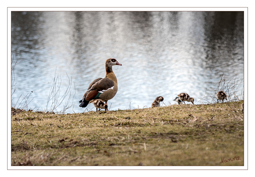 Nilgansfamilie
Kaum zu glauben aber diese Nilgansfamilie ist schon unterwegs obwohl es noch so kühl ist. Hoffentlich geht dies gut!!
Schlüsselwörter: Nilgans, Kücken