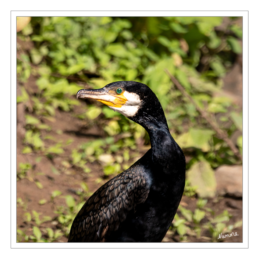 25 - Entlang der Erft
Tatsächlich konnte ich den Kormoran an der Erft entdecken bevor er sich schwimmend davon machte.
Schlüsselwörter: Kormoran, Erft