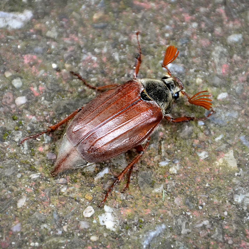 Vom Baum gefallen
Die Maikäfer gehören zur Familie der Blatthornkäfer, deren Name sich von den typischen fächerartigen Fühlern ableitet. Die Fühler sind bei den Weibchen viel schwächer ausgeprägt als bei den männlichen Tieren. laut Wikipedia
Schlüsselwörter: Maikäfer