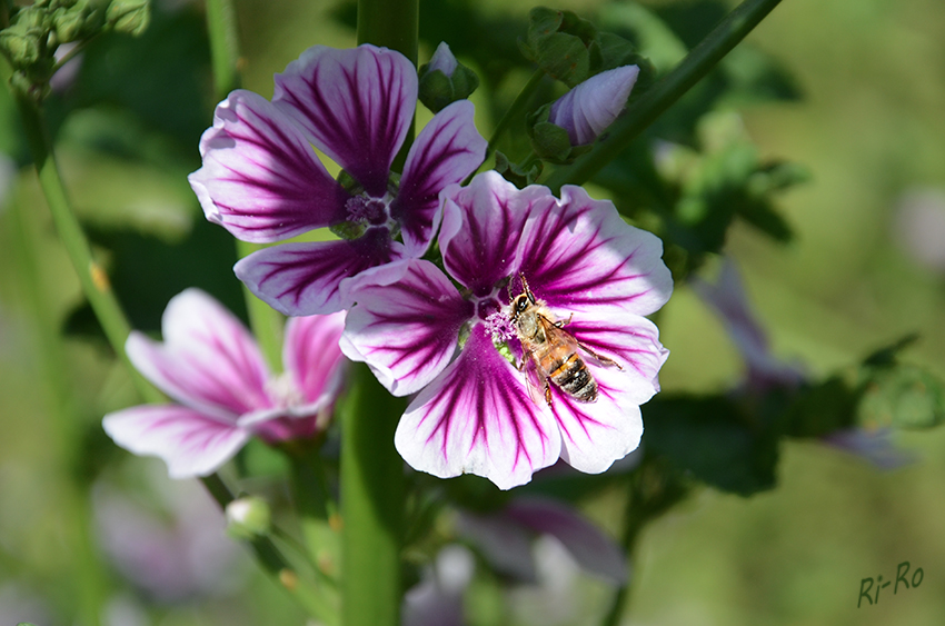 Nicht mehr alltäglich
Biene beim Honignaschen in der Malvenblüte
Schlüsselwörter: Biene, Malve