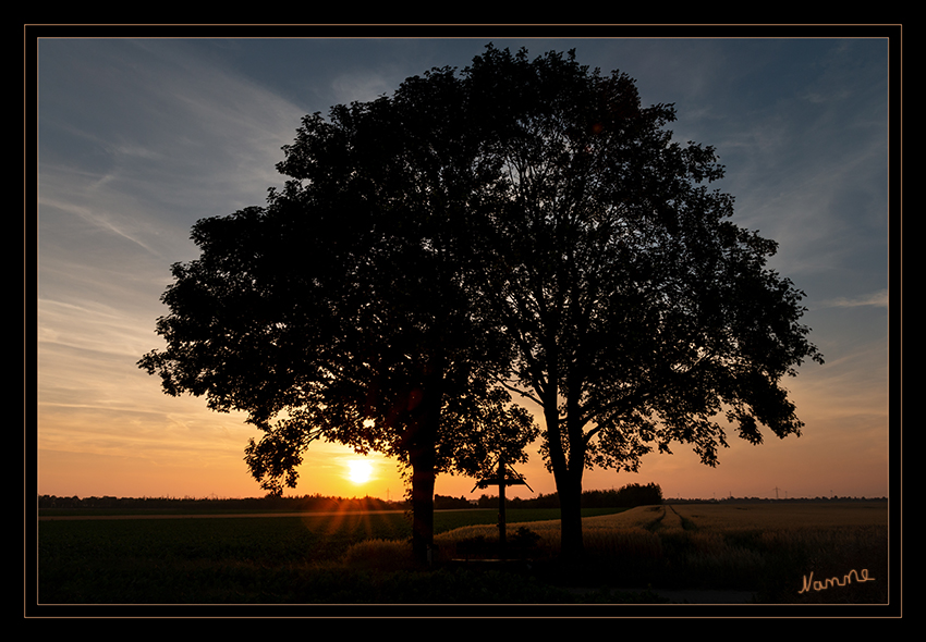 26 - Mein Freund der Baum
bei Sonnenuntergang
Schlüsselwörter: Sonnenuntergang, Baum