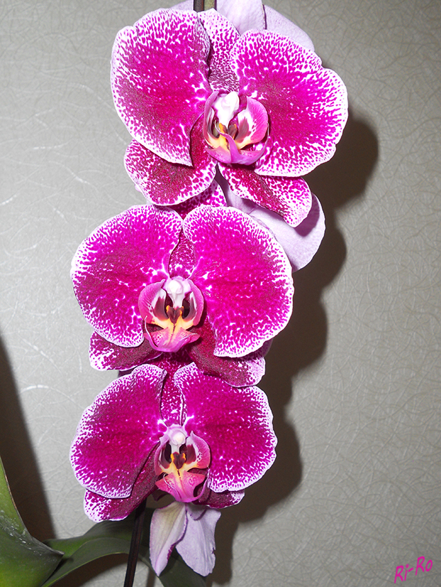 Pink
Orchidee
Schlüsselwörter: Orchidee