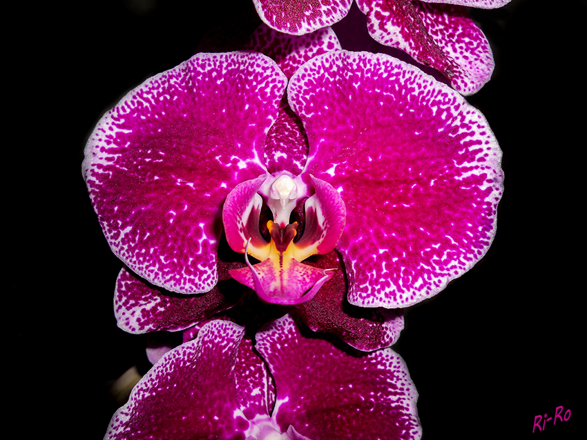 Orchidee
Schlüsselwörter: Orchidee