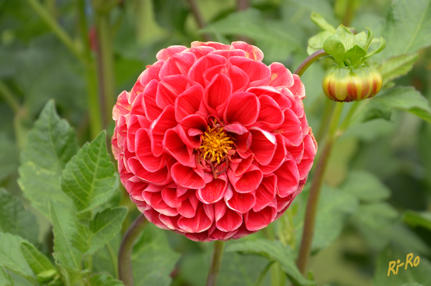 Der rote Ball
Bei der Klasse der 'Pompon-Dahlien' formen dicht gedrängte, tütenförmige Blütenblätter kleine, kugelförmige Blüten.

(www.garden.de).
Schlüsselwörter: Dahlie