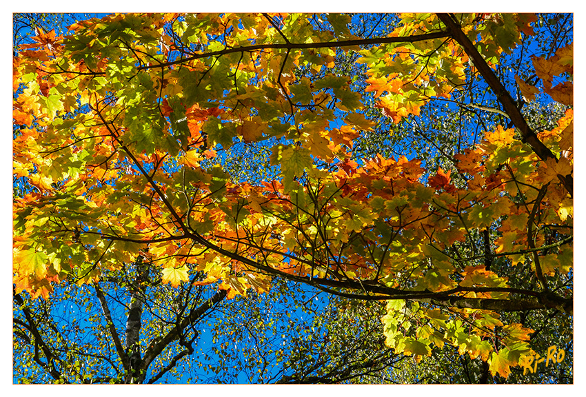 Goldener Oktober
Das Rotfärben des Blattes hängt mit dem Abziehen des Chlorophylls aus dem Blatt zusammen. Für den Transport in Äste und Zweige braucht der Baum Stoffe, die der Biologe Enzyme nennt. Diese Enzyme sind empfindlich: Sie vertragen Licht nicht gut. Der rote Farbstoff schützt die Enzyme, während sie die wichtigen Teile des Chlorophylls in die Pflanze bringen.
laut kids.t-online.de
Schlüsselwörter: Blatt Blätter bunt