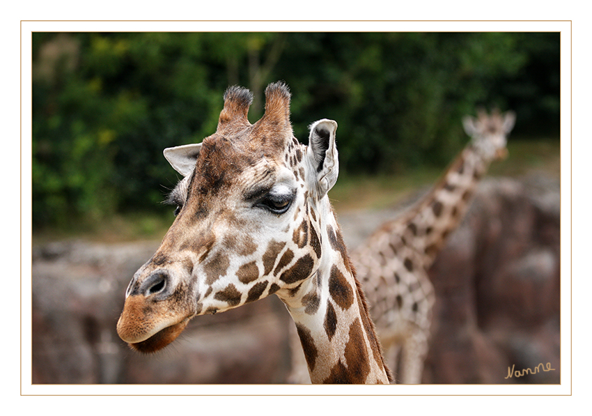 Rothschild Giraffe
Die Rothschild-Giraffe wurde erstmalig von dem Zoologen Lord Walter Rothschild Anfang des 19. Jahrhunderts beschrieben. Diese Unterart wird manchmal außerdem als Uganda-Giraffe oder als Baringo-Giraffe (benannt nach dem Baringo-See in Kenya) bezeichnet. Es leben nur noch etwa 1000 Rothschild-Giraffen in Afrika! laut zoo-hannover.de
Schlüsselwörter: Giraffe, Rothschild