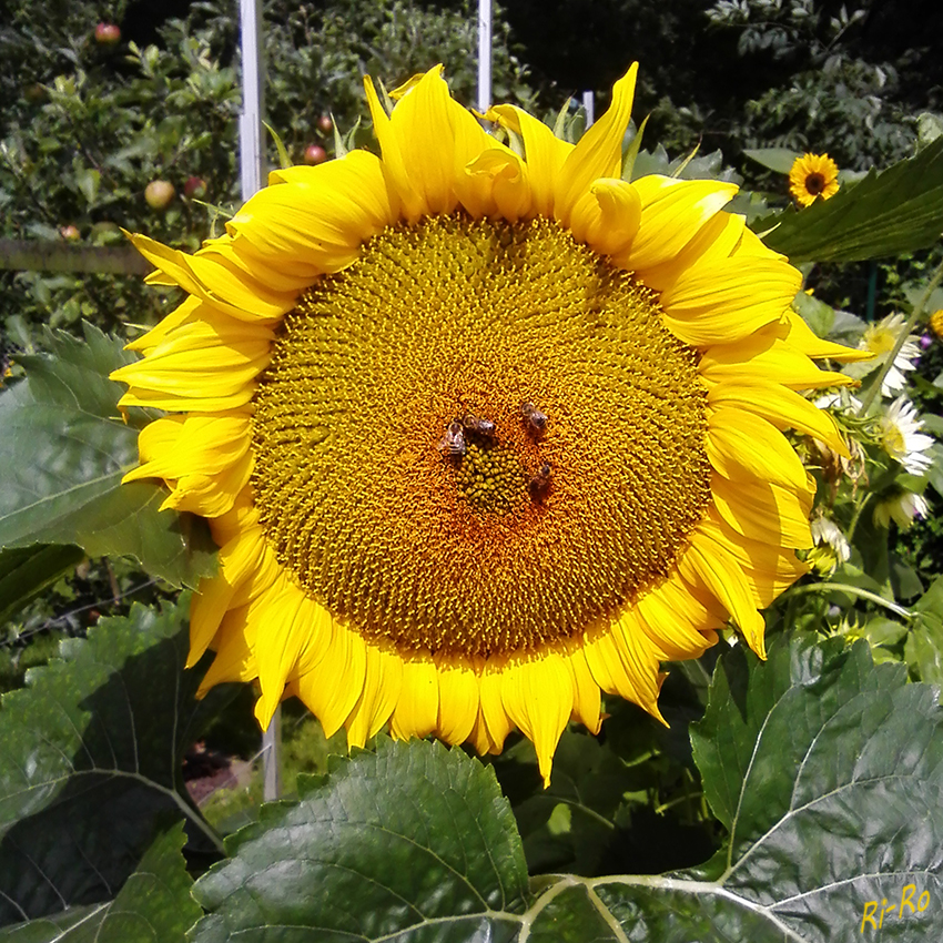 Bienen beim Mittagstisch
Schlüsselwörter: Sonnenblume, Bienen