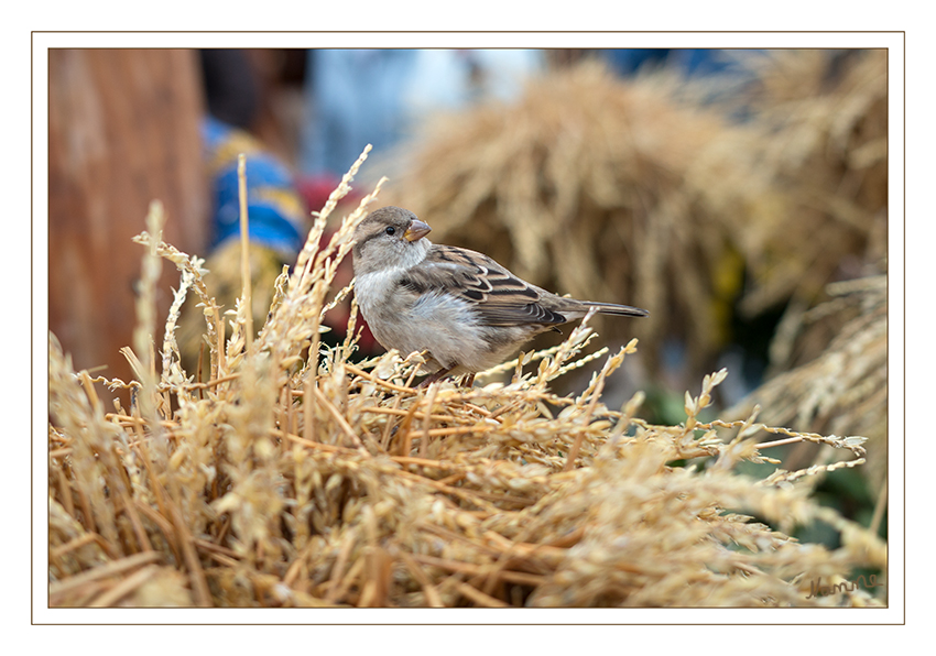 Hab dich im Blick
Schlüsselwörter: Spatz, Spatzen