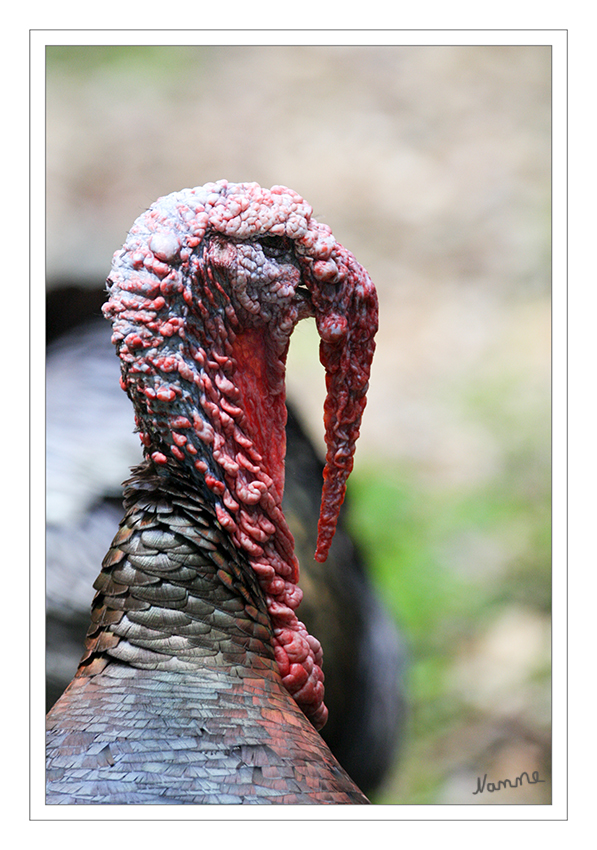 Truthuhn
Hals und Kopf sind unbefiedert. Die Gesichtspartie und der Scheitel sind hellblau, Hals und Kehle blassrot. Ein roter Hautlappen, der 6 bis 8 cm lang wird, entspringt beim Hahn zwischen den Augen und hängt quer über dem Schnabel. laut Wikipedia
Schlüsselwörter: Truthuhn