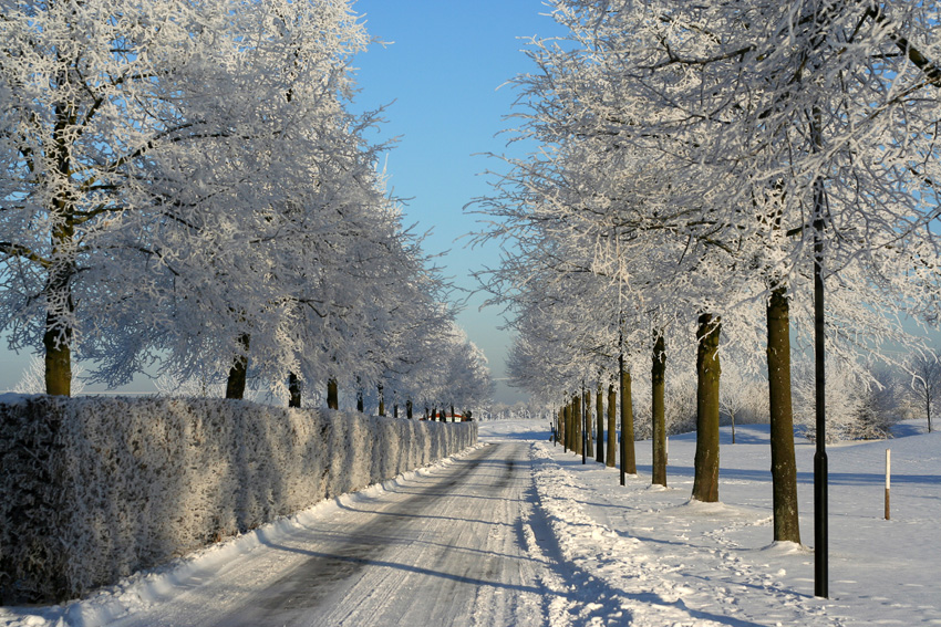 Wintermärchen
im Januar 2009
Schlüsselwörter: Winter      Schnee     Allee