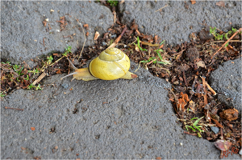 Schnecke on tour
Schlüsselwörter: Schnecke