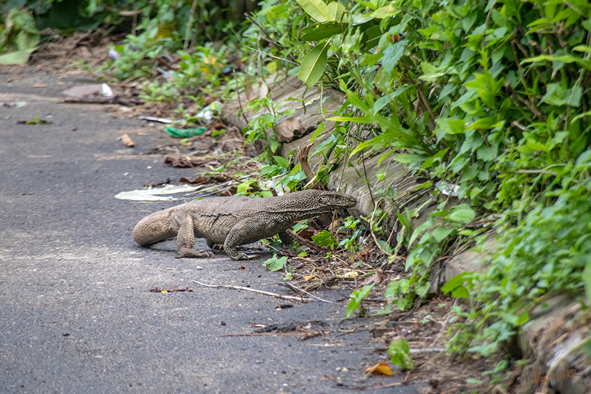 Ahungalla Waran
Bindenwarane sind tagaktive Tiere. Sie können ca. zwei Meter lang werden und zählen somit zu den zweitgrößten Waranen der Welt. Bindenwarane sind Allesfresser und ihre Beute besteht aus Säugetieren wie auch aus Vögeln.
In Sri Lanka sind die Tiere per Gesetz geschützt. laut srilanka-discover.de
Schlüsselwörter: Sri Lanka,  Strand, Ahungalla