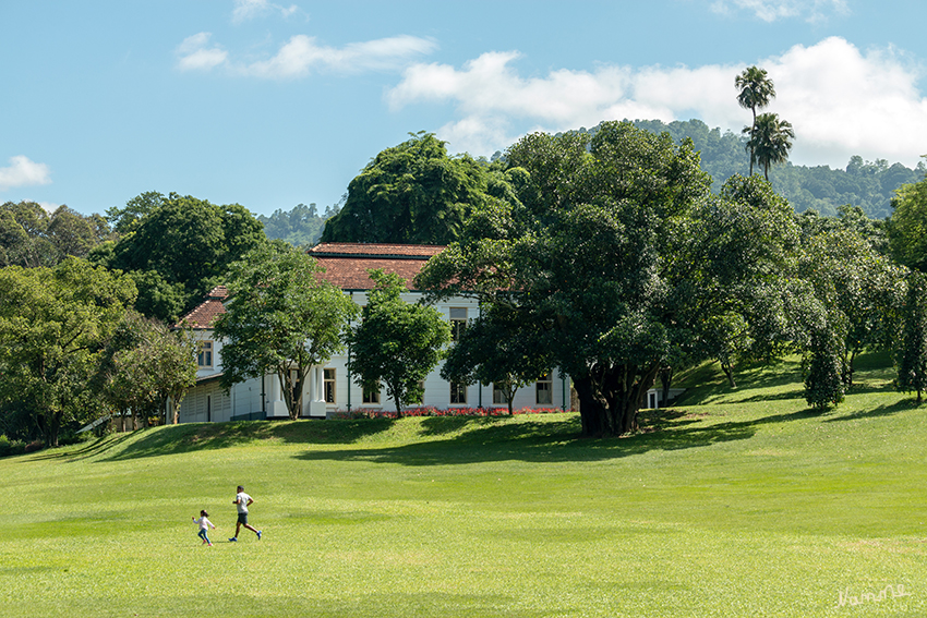 Impressionen aus dem botanischen Garten
Etwas außerhalb der Stadtgrenze von Kandy liegt ein kleines Paradies mit tausenden von tropischen und subtropischen Pflanzen. Der botanische Garten von Peradeniya gilt als einer der schönsten von ganz Asien
In dem 1371 angelegten Park gibt es über 4000 Blumen, Sträucher, Heilpflanzen und Bäume aus allen tropischen Gebieten der Erde. Die 60 Hektar mit Gärten, Wäldern und Häusern lassen sich auf unzähligen Wegen entdecken. laut tip-reisen.de
Schlüsselwörter: Sri Lanka, Kandy, Botanischer Garten,