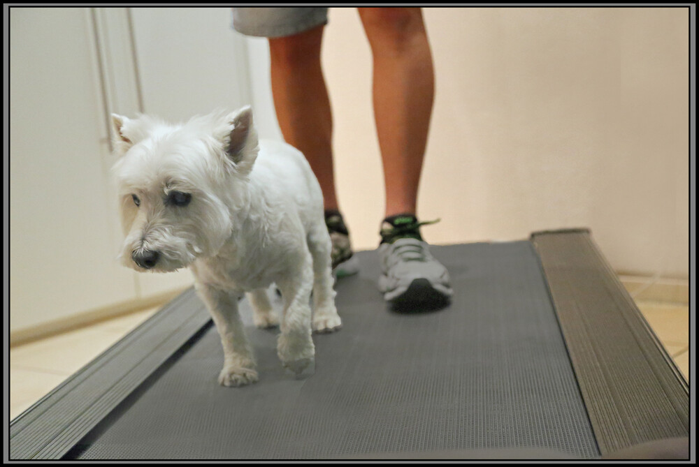 Tiere "Team-Sport"
Elise
Schlüsselwörter: 2021