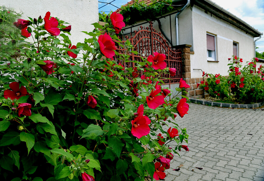 Alles was blüht „Eingang mit Blumenpracht“
Elise
Schlüsselwörter: 2021