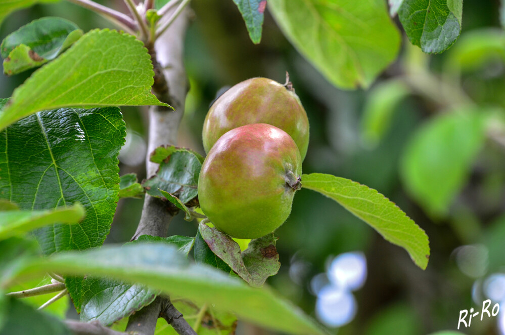 Kleine Äpfel
die Früchte haben jetzt ihr größtes Wachstum. Die Dauer der Zellstreckungsphase ist sortenspezifisch unterschiedlich, bleibt jedoch von Jahr zu Jahr relativ. (Ratgeber)
