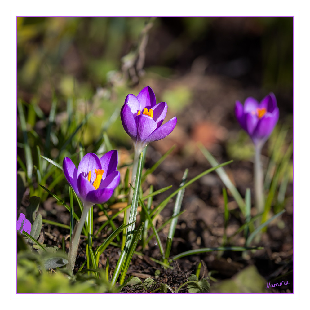 Die Natur legt los
Krokus bedeutet„Freude“ 
Krokusse fallen wegen der Farben auf und bleiben zu jeder Zeit klein. Es gibt die bekannten lila, gelben und weißen Krokusse und dazu noch hunderte von anderen Sorten. Krokusse gelten als treue Blumen, denn wenn man sie einmal pflanzt, kommen sie jedes Jahr wieder zum Vorschein. lt.fluwel
Schlüsselwörter: 2025