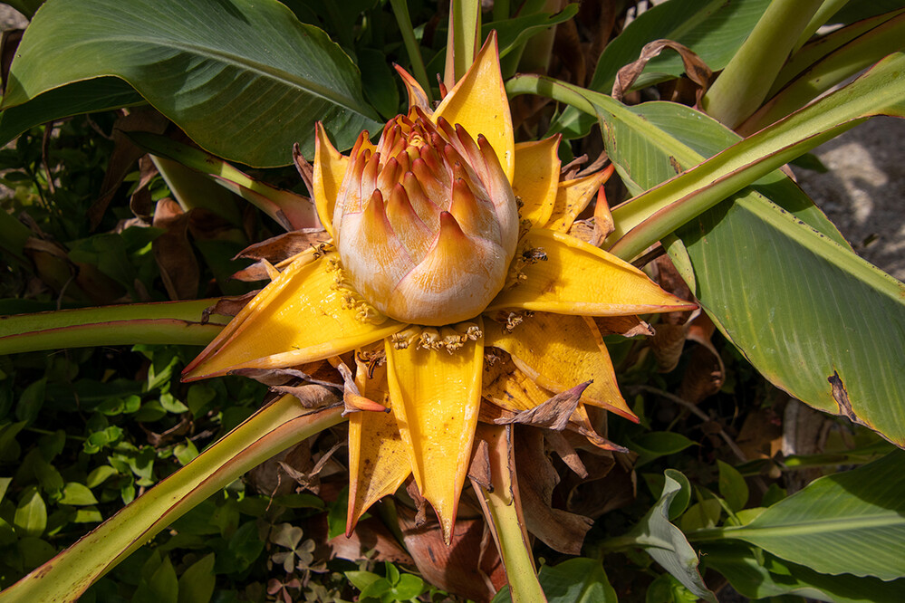 Arcen - Blüte
Marianne
Schlüsselwörter: 2024