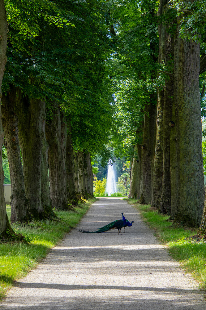 Arcen - Allee mit Pfauen
Marianne
Schlüsselwörter: 2024