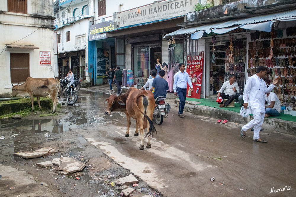 Pushkar In den Gassen
Die Kuh wird in den meisten Regionen Indiens als heilig angesehen. Es ist überwiegend verboten, sie zu töten oder ihr auf jegliche Weise Schaden zuzufügen. Dies ist auch der Grund dafür, dass sich die Tiere kreuz und quer völlig frei durch den Verkehr bewegen dürfen.
Schlüsselwörter: 2024