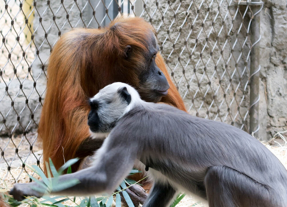 Zoom - Sumatra-Orang-Utan und Hulman
Karl-Heinz
Schlüsselwörter: ZOOM Erlebniswelt; Gelsenkirchen;