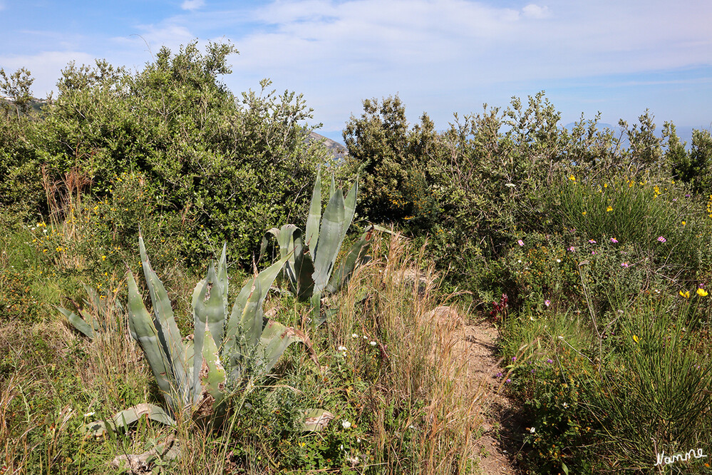 Zum Monte di Panza
Wir starten unsere Wanderung im Dorf Panza, dann geht es durch Wohnviertel und Gärten der Einheimischen in Richtung Monte di Panza, ein Naturlehrpfad, der erst in den letzten Jahren von Einheimischen wieder freigelegt wurde.
Schlüsselwörter: Italien; 2024