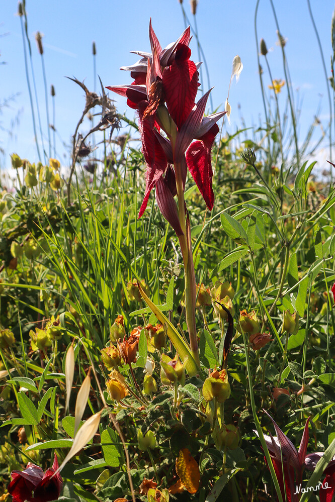 Zum Monte di Panza
Auch Orchideenarten gibt es auf unserem Weg zu bewundern
Schlüsselwörter: Italien; 2024