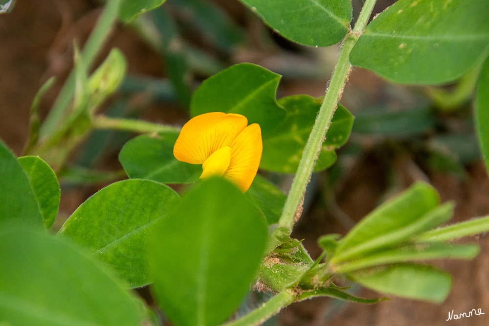 Zwischenhalt am Erdnussfeld
Blüte der Erdnuss
Von den fünf häutigen, schmalen Kelchblättern sind vier zu einer 4 bis 6 mm dünnen Röhre verwachsen, das fünfte ist frei; sie vergrößern sich bis zur Fruchtbildung. Die 0,7 bis 1,3 Zentimeter lange Krone besitzt den typischen Aufbau der Schmetterlingsblütler. Die fünf Kronblätter sind gelb bis goldgelb, meist mit roten Nerven. lt. Wikipedia
Schlüsselwörter: 2024