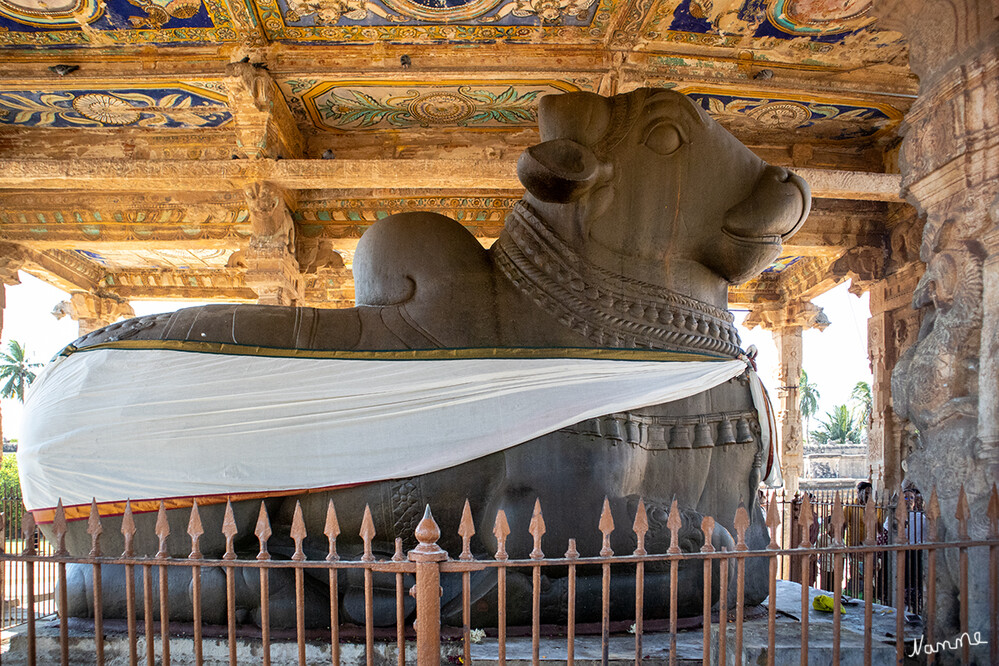 Brihadishvara-Tempel
Der Nandi (das Reittier des Hindugottes Shiva) besteht aus einem einzigen Steinblock und misst 4 m in der Höhe, 6,5 m in der Länge und 6m in der Breite. Sein Gewicht beträgt etwa 25 Tonnen. Es handelt sich um den zweitgrößten Nandi Indiens. An der Decke der Nandi Mandapam (Halle) befinden sich farbenfrohe Freskos, die über 1000 Jahre alt sind und nichts von ihrer Schönheit verloren haben. lt. indienrundreisen
Schlüsselwörter: 2024