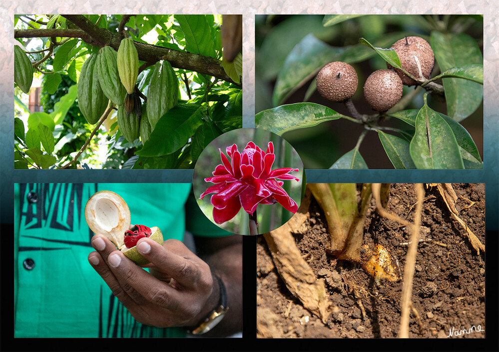 Besuch eines Gewürzgartens
Er ist unter großen Bäumen angelegt und bietet über Vanille, Ingwer, Chilli, Pfeffer bis hin zu Bananen und Jackfruits jede Menge Früchte und Gewürzpflanzen.
Schlüsselwörter: 2024