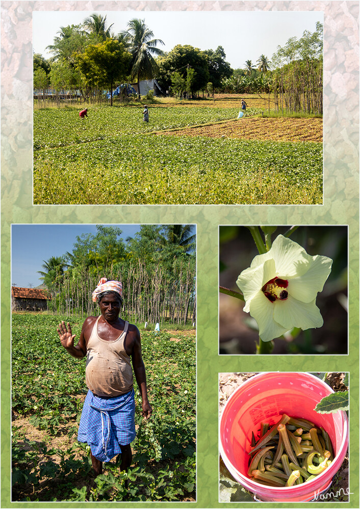 Okrafeld
Die Okra oder der Gemüse-Eibisch (Abelmoschus esculentus) ist eine Pflanzenart aus der Familie der Malvengewächse. Die gurkenförmigen, längsrippigen, 5–10-eckigen, leicht gebogenen und spitz zulaufenden Kapselfrüchte (umgangssprachlich „Schoten“) zählen zu den Fruchtgemüsen oder Gemüsen sie werden bis 25 cm lang und ca. 2–5 cm dick. Die einzelnen, achselständigen weißen bis hellgelben auch purpurnen, feinnervigen, kurz gestielten Blüten sind etwa 5 cm groß.Die Okra ist eine der ältesten Gemüsepflanzen. Sie wurde schon vor mindestens 3000 Jahren von den Ägyptern an den Ufern des Nils kultiviert, angebaut wird sie aber wohl schon seit 4000 Jahren  lt. Wikipedia
Schlüsselwörter: 2024