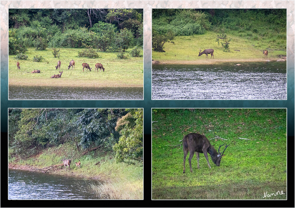 Periyar-Nationalpark Bootstour
Der Periyar Nationalpark liegt in Kerala an der Grenze zu Tamil Nadu. Der Park wurde 1950 gegründet und nach dem gleichnamigen Fluss benannt. Inmitten der 250 qkm des Gebietes befindet sich der malerische Periyar See. Neben Elefanten und Tigern, deren Zahl durch die Bemühungen der Parkmitarbeiter auf 40 gestiegen ist, werden in Periyar auch häufig Hirsche, Wildhunde, Wildschweine und Bisons gesehen. laut indien-special-tours 
Schlüsselwörter: 2024