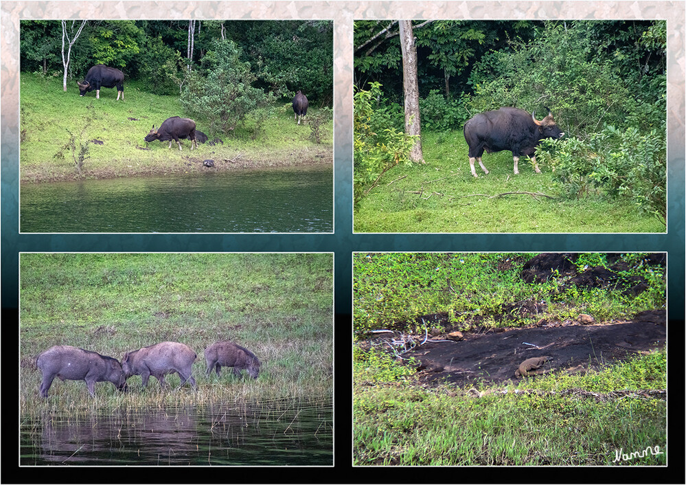 Periyar-Nationalpark Bootstour
Der Periyar Nationalpark liegt in Kerala an der Grenze zu Tamil Nadu. Der Park wurde 1950 gegründet und nach dem gleichnamigen Fluss benannt. Inmitten der 250 qkm des Gebietes befindet sich der malerische Periyar See. Neben Elefanten und Tigern, deren Zahl durch die Bemühungen der Parkmitarbeiter auf 40 gestiegen ist, werden in Periyar auch häufig Hirsche, Wildhunde, Wildschweine und Bisons gesehen. laut indien-special-tours
Schlüsselwörter: 2024