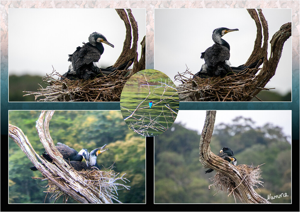 Periyar-Nationalpark Bootstour
Kormoran Nester auf einem Baumstamm im See.
Innerhalb des Nationalparks liegt der 26 km² große Periyar-Stausee und der für Nationalpark und See namensgebende Fluss Periyar, der in den Westghats entspringt und nach 244 km ins Arabische Meer mündet. lt Wikipedia
Schlüsselwörter: 2024